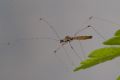 Gampsocoris culicinus
